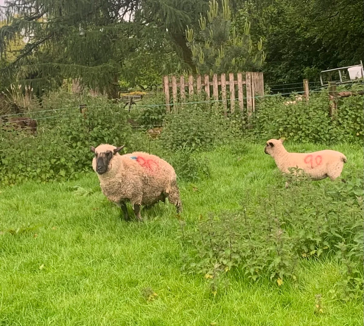 4 PBR Hampshire Down Ewes with lambs at foot - Image 4