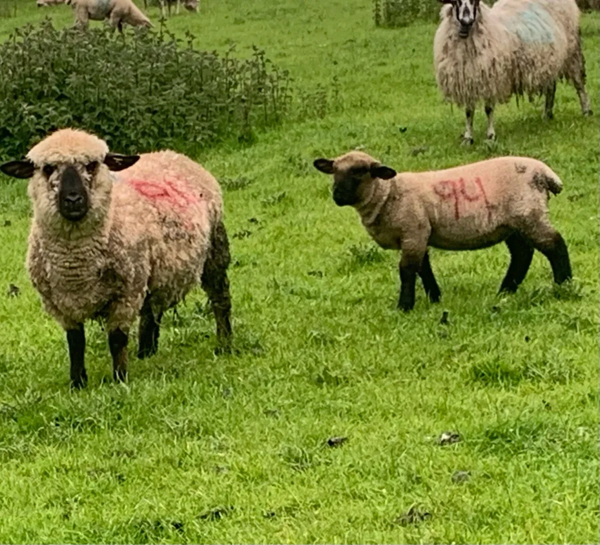 4 PBR Hampshire Down Ewes with lambs at foot - Image 2