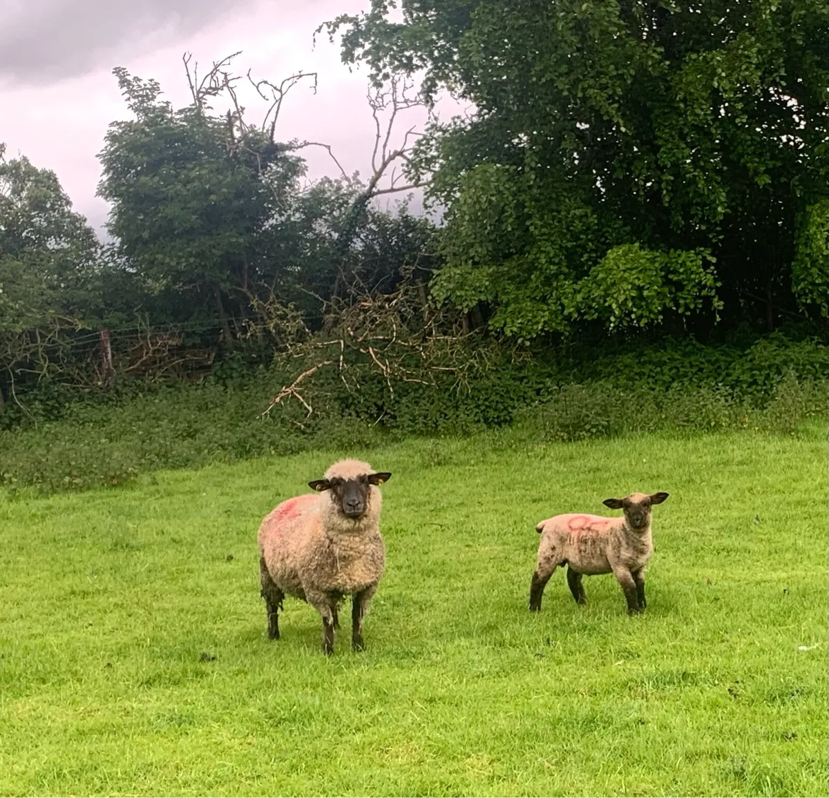 4 PBR Hampshire Down Ewes with lambs at foot - Image 3