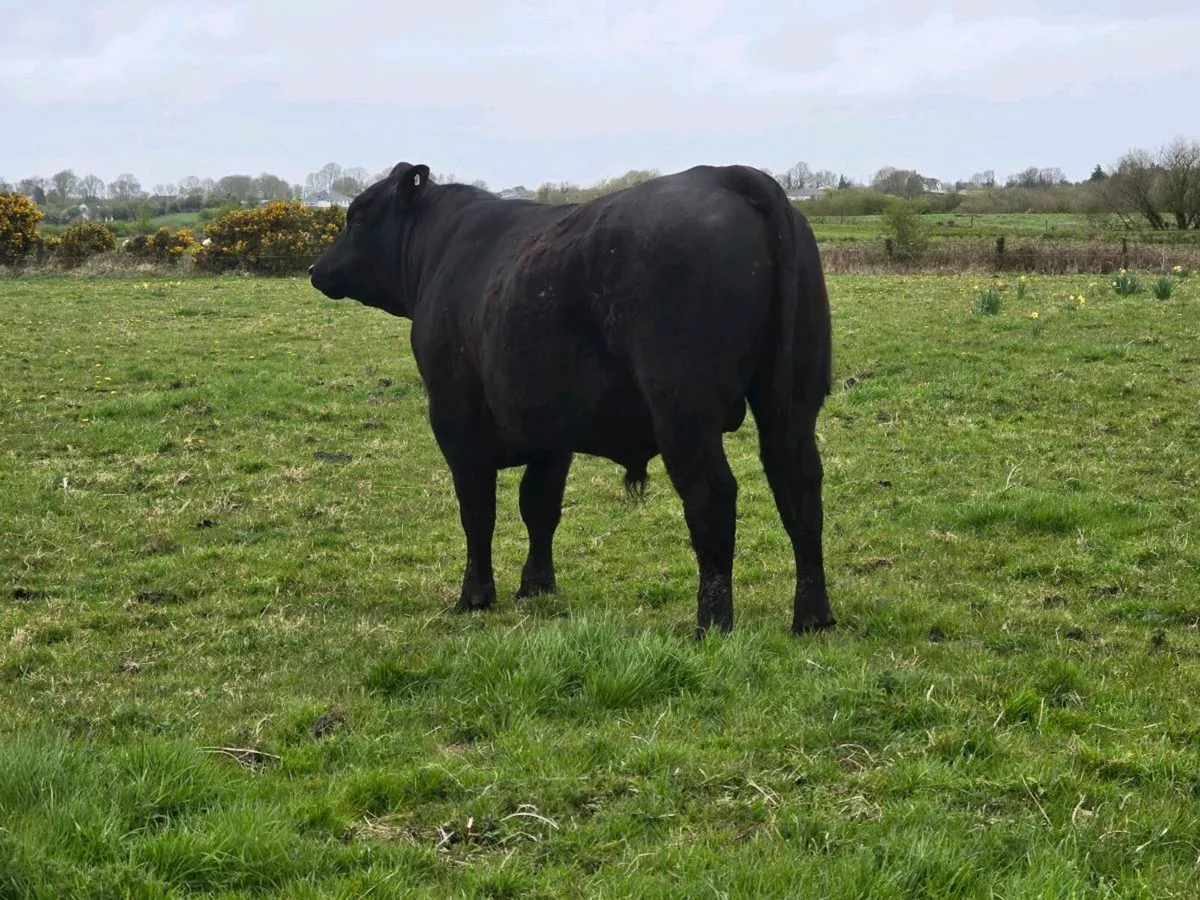 PBR ANGUS BULL - Image 3