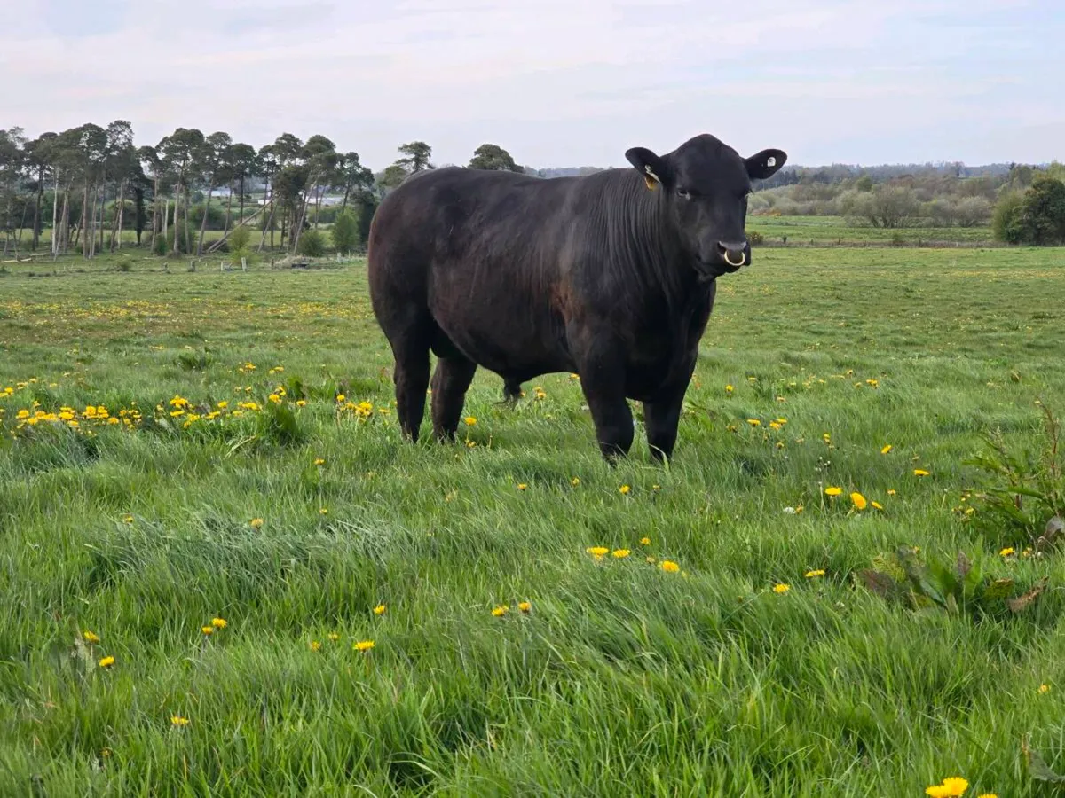 PBR ANGUS BULL - Image 1