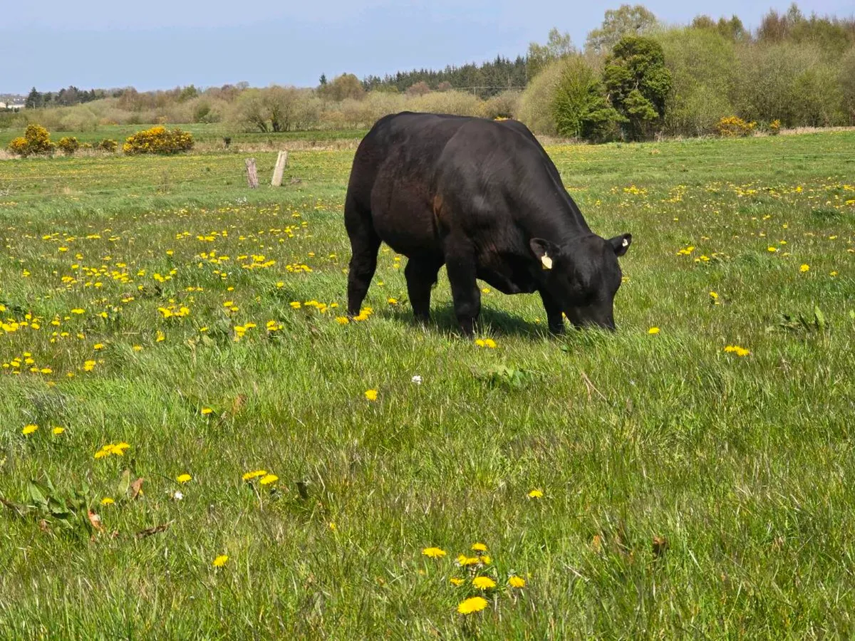 PBR ANGUS BULL - Image 2
