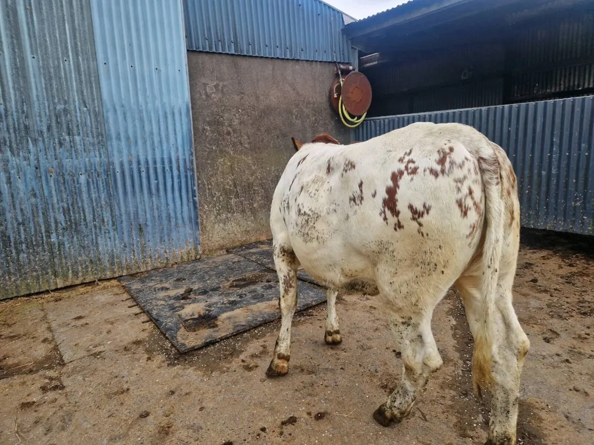 Belgium Blue breeding heifer - Image 2