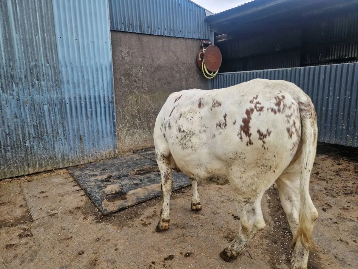 Belgium Blue breeding heifer - Image 3