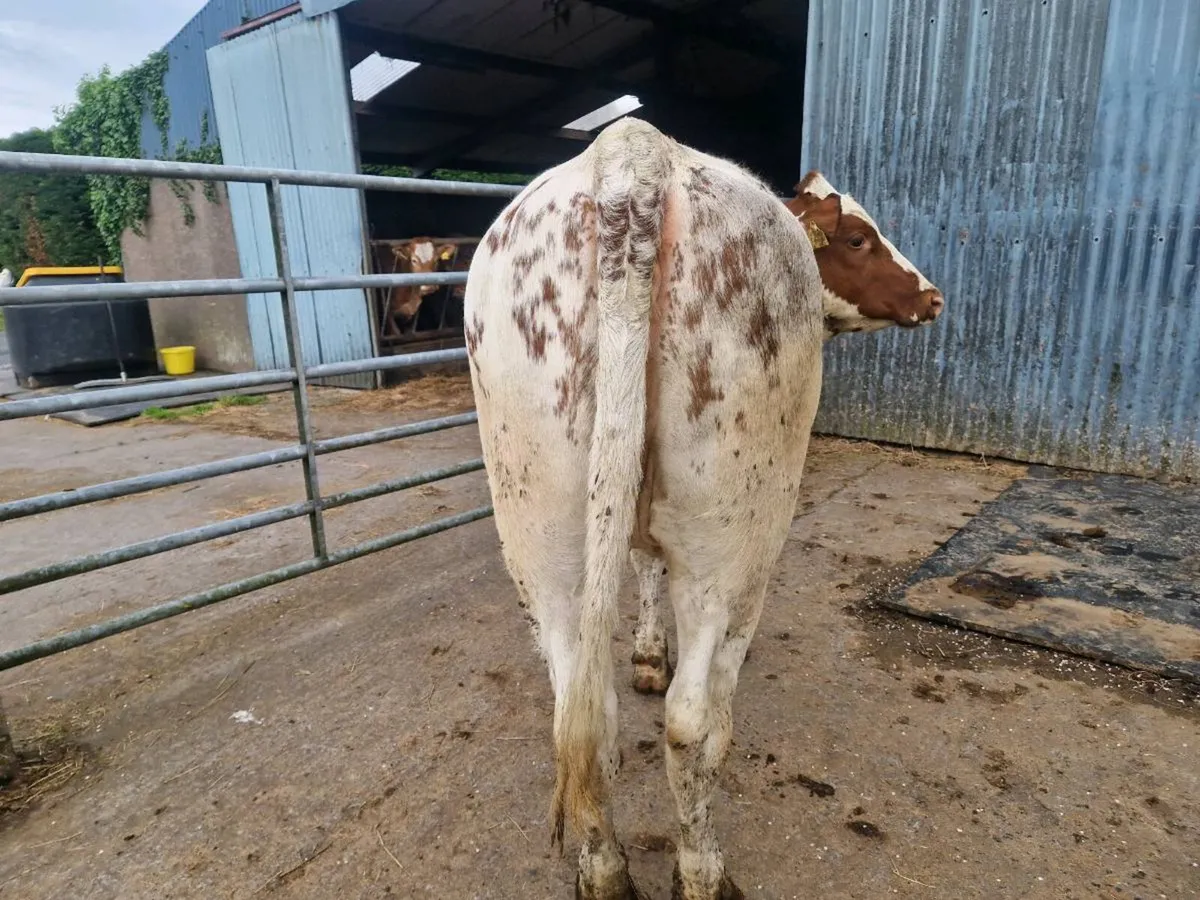 Belgium Blue breeding heifer - Image 4