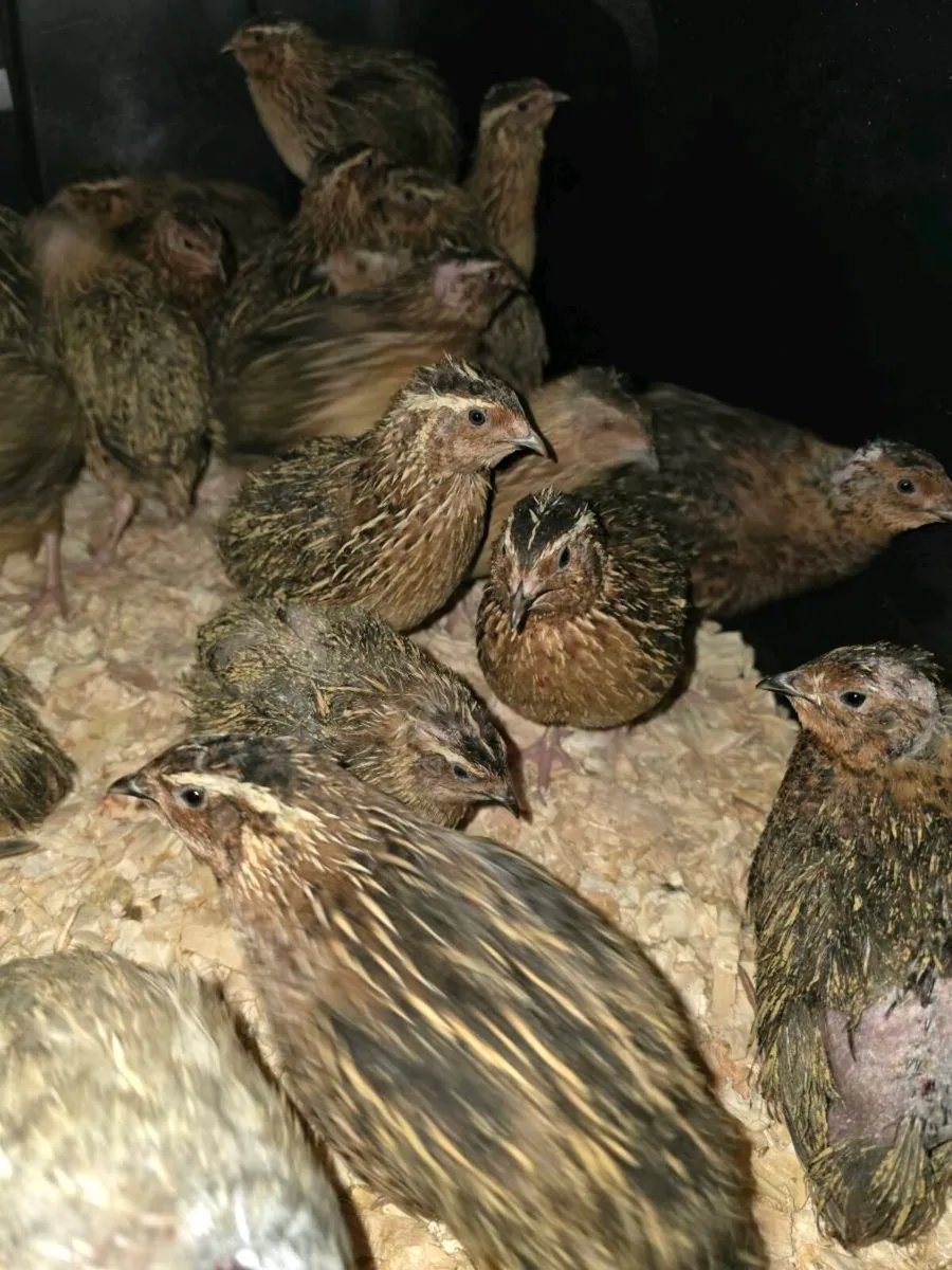 Quail - Image 1