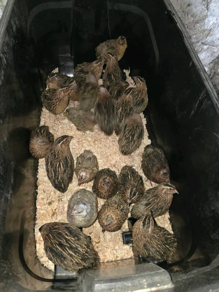 Quail - Image 2