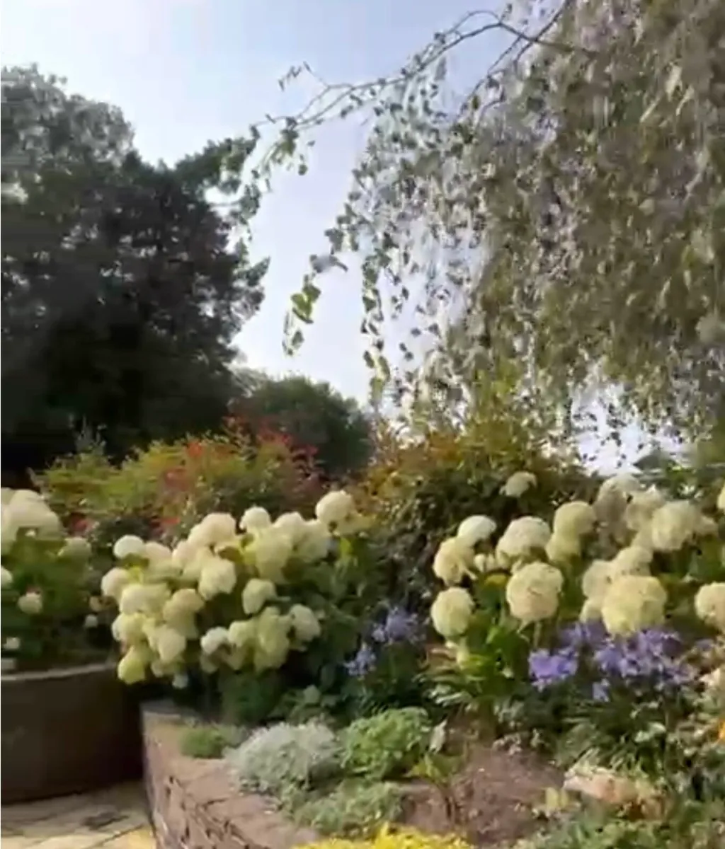 Hydrangea Annabelle - Image 2