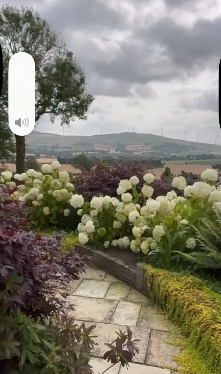 Hydrangea Annabelle - Image 3