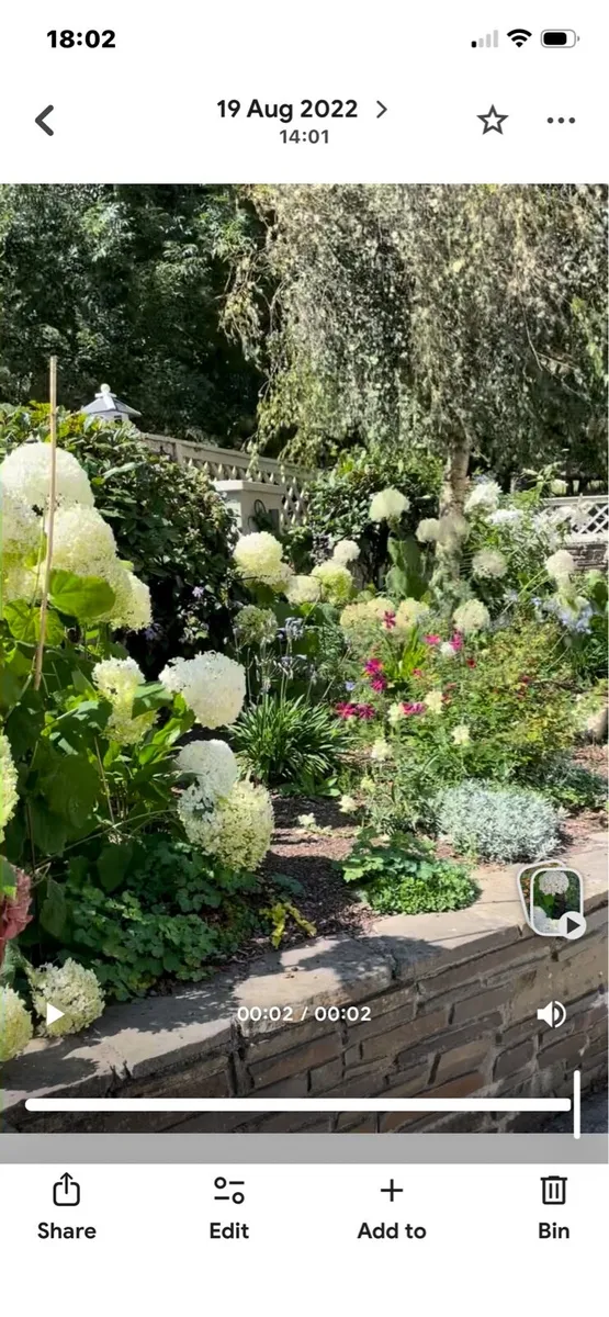 Hydrangea Annabelle - Image 4