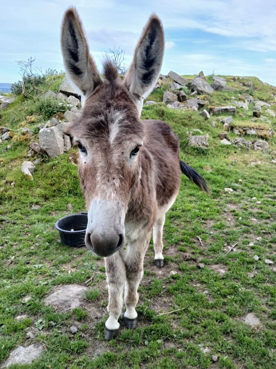 2 year old chestnut jack donkey - Image 1