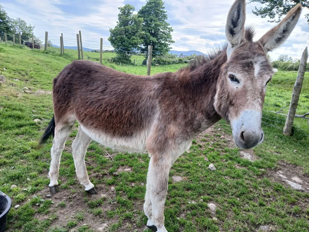 2 year old chestnut jack donkey - Image 2