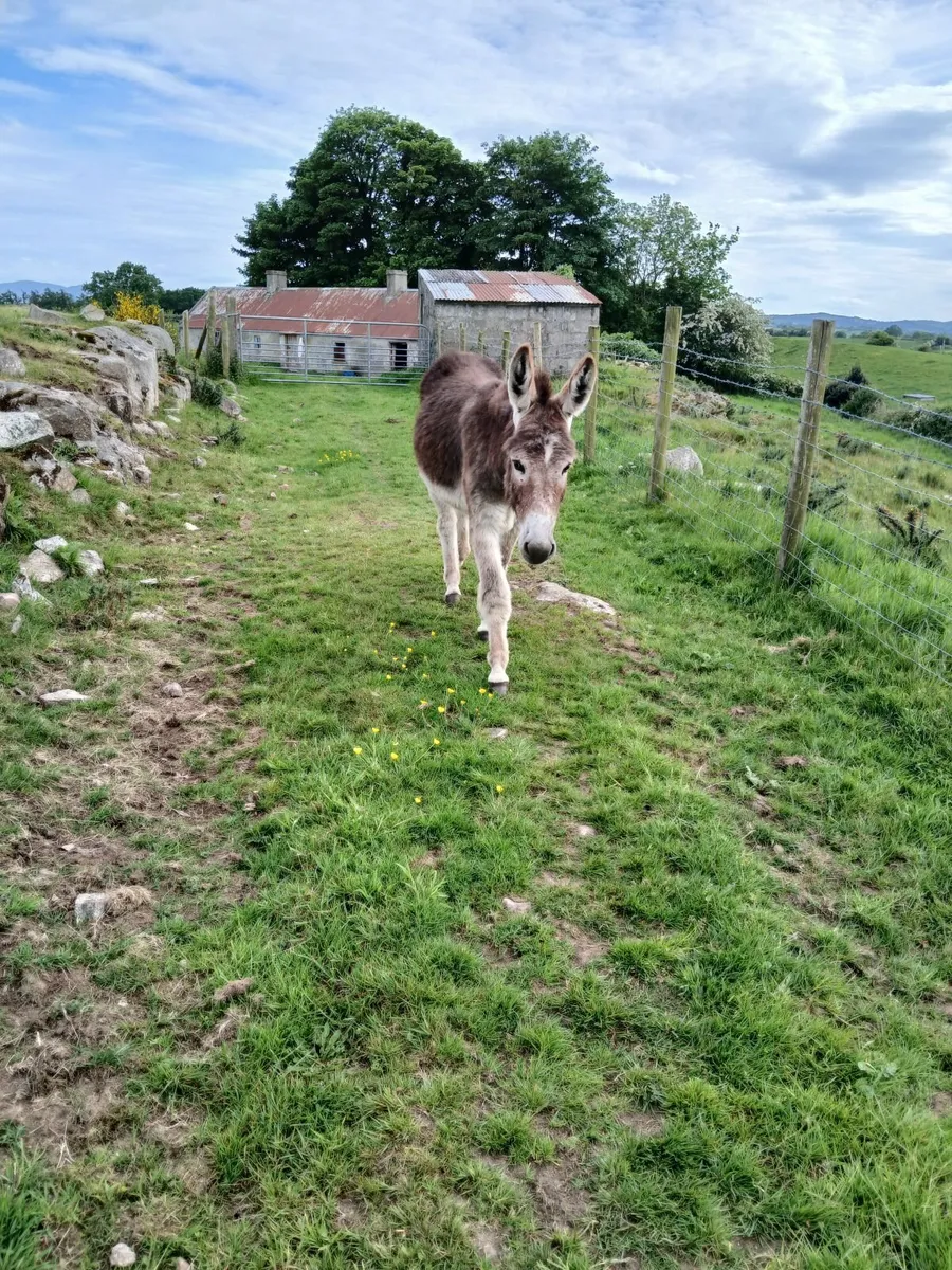 2 year old chestnut jack donkey - Image 3