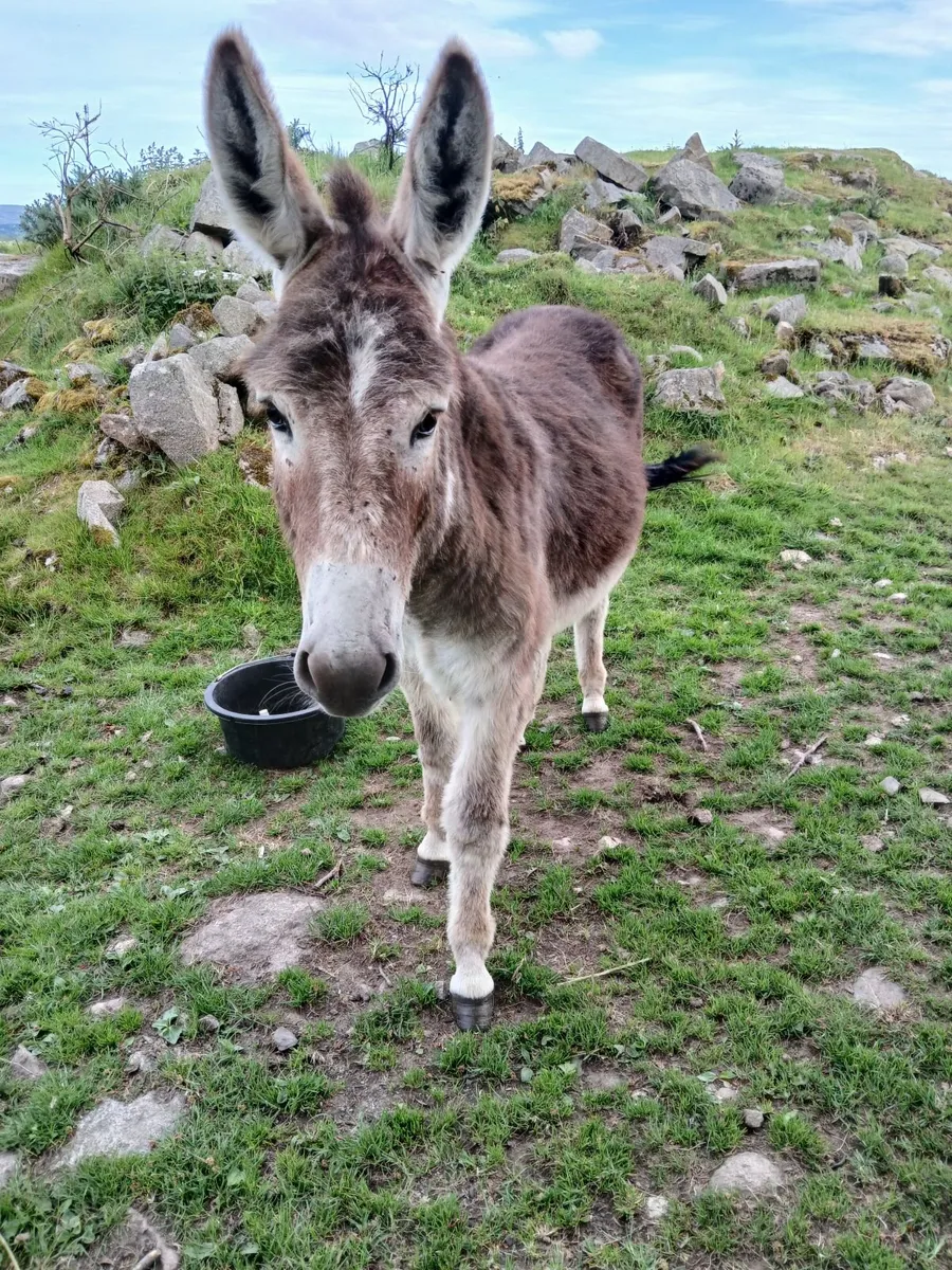 2 year old chestnut jack donkey - Image 4