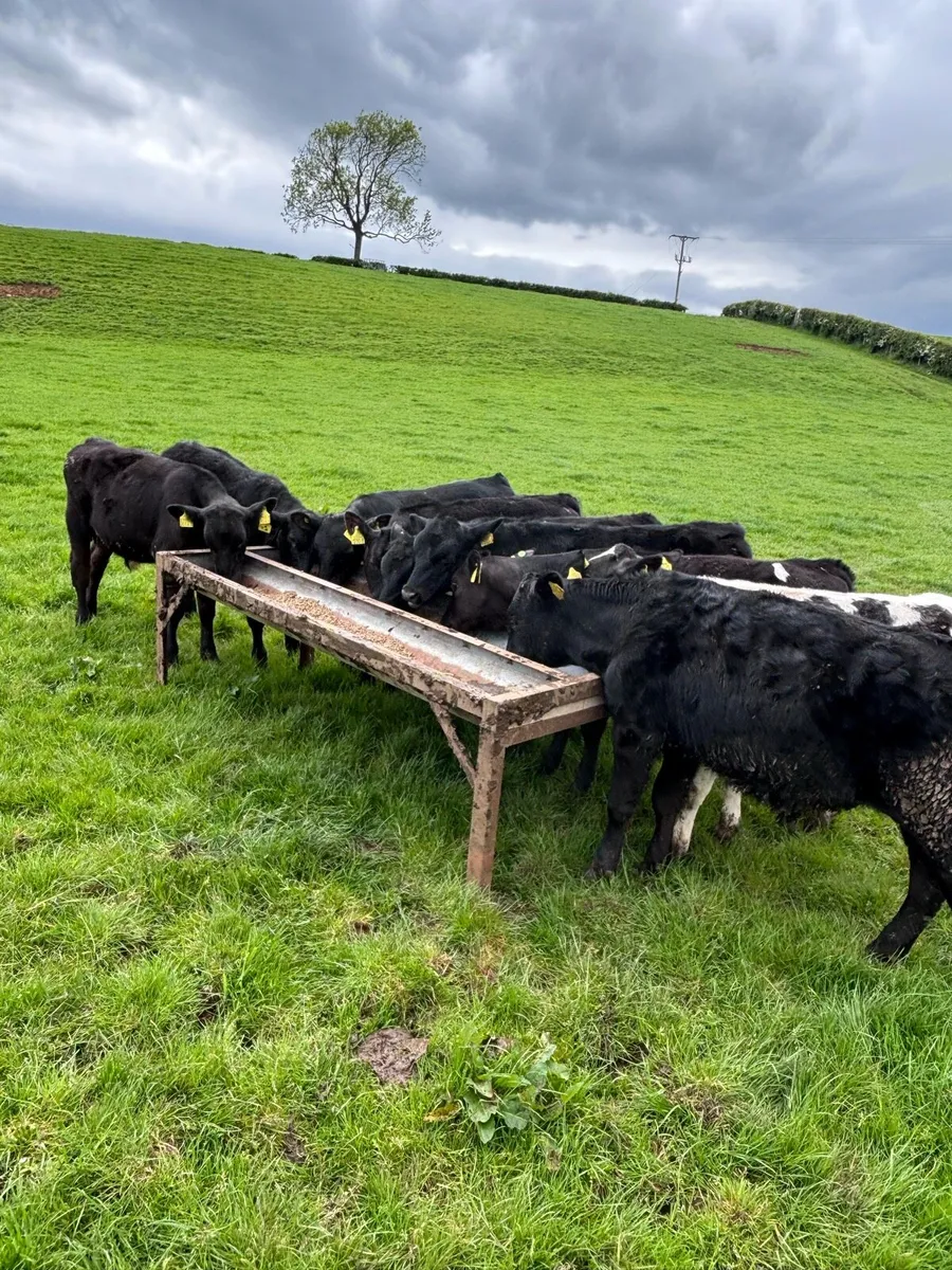 Angus bull’s - Image 1