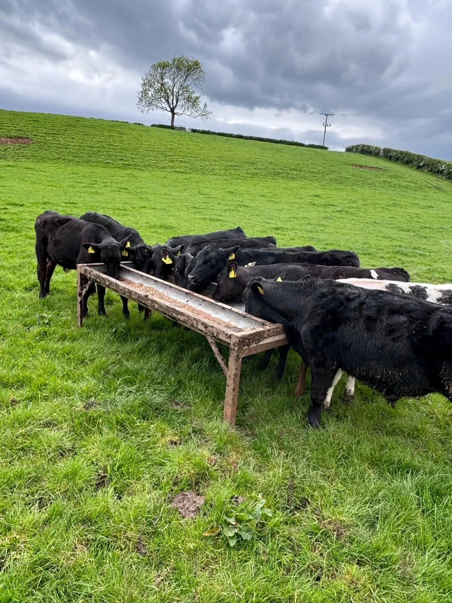 Angus bull’s - Image 2