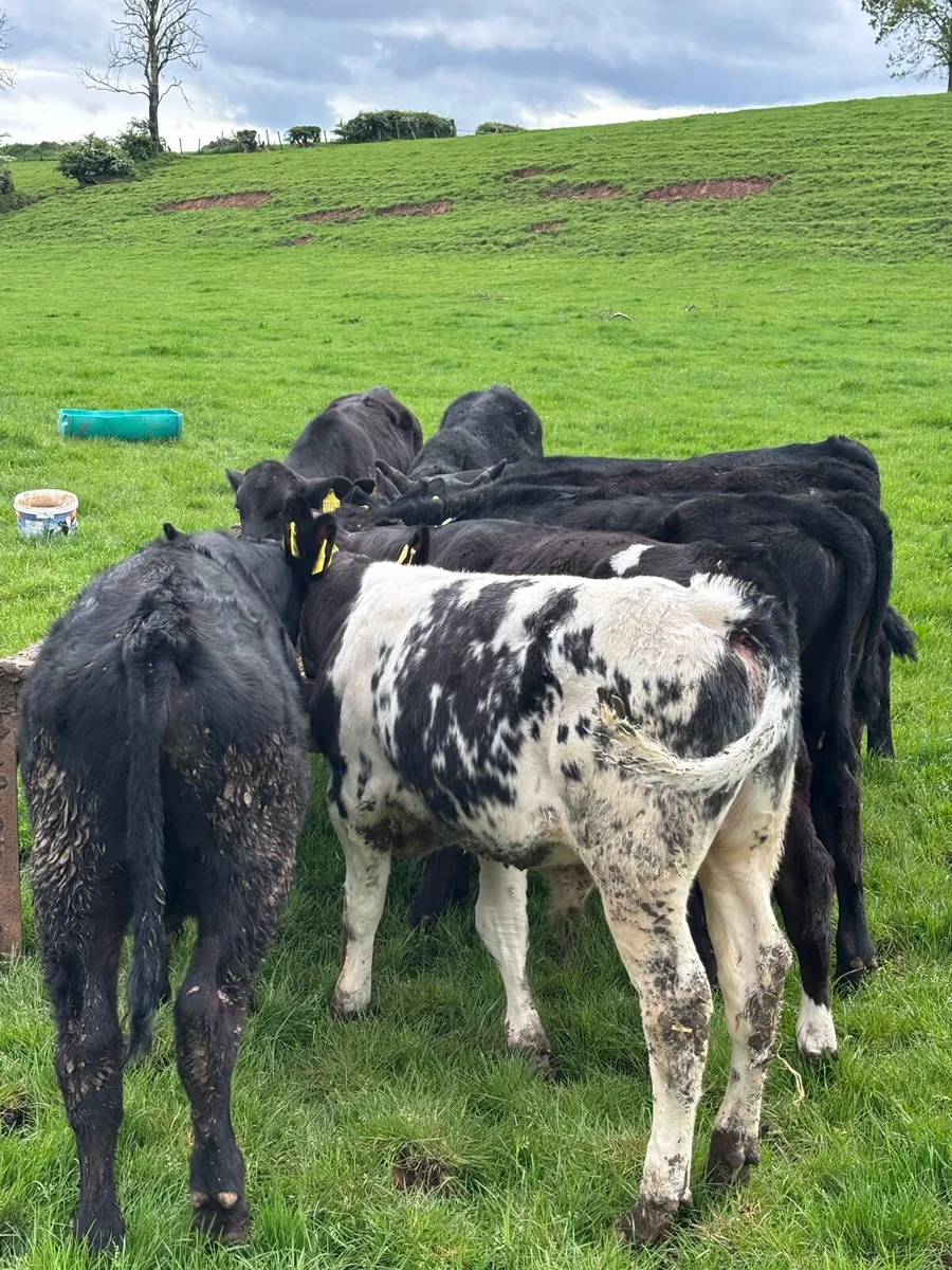Angus bull’s - Image 3