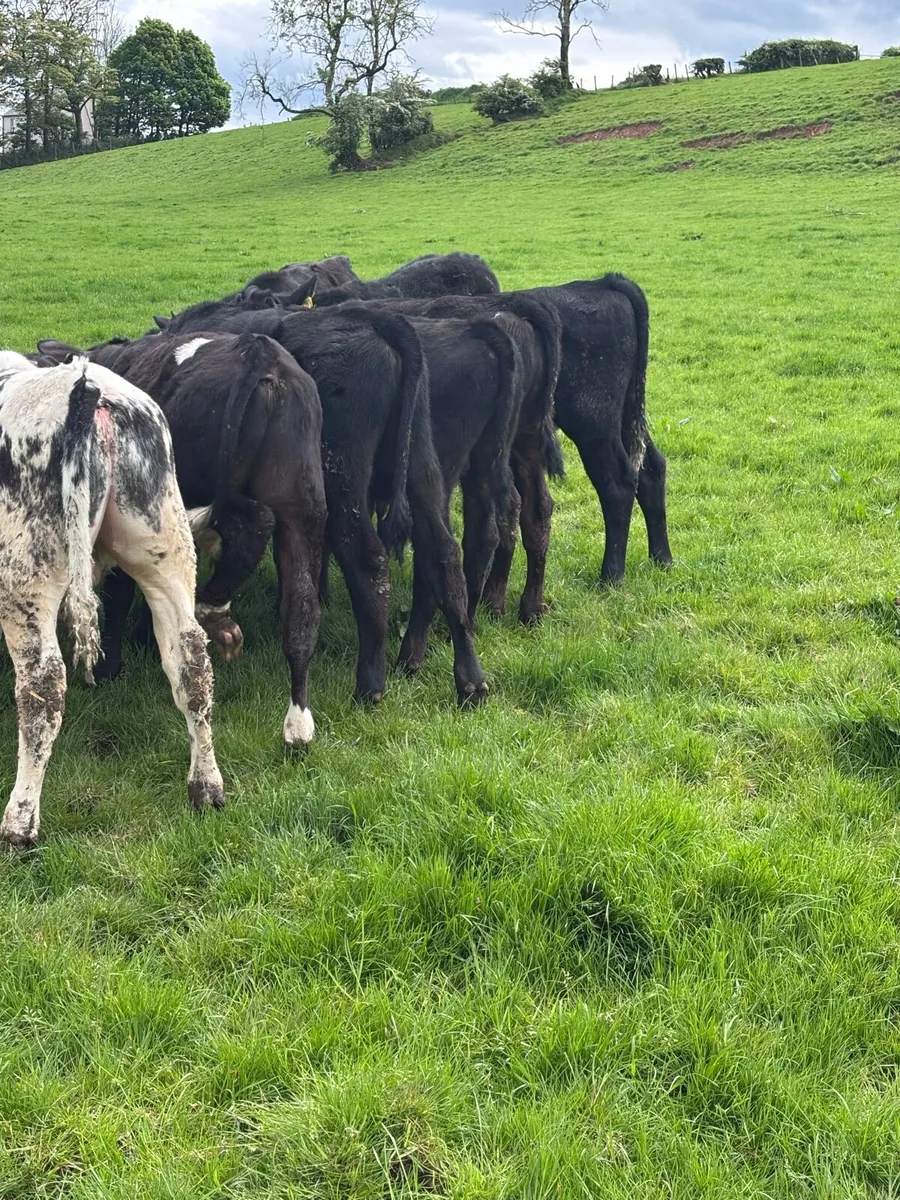 Angus bull’s - Image 4