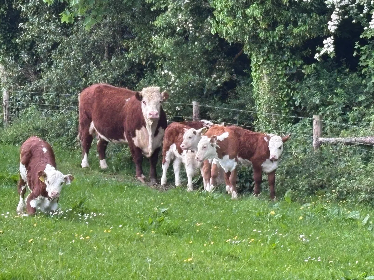Pedigree Cows with calves - Image 1