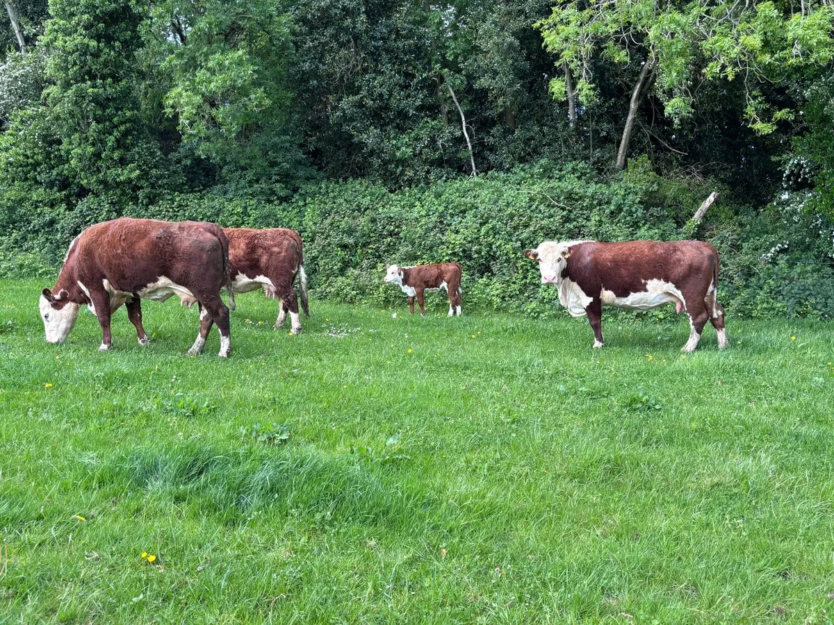 Pedigree Cows with calves - Image 2