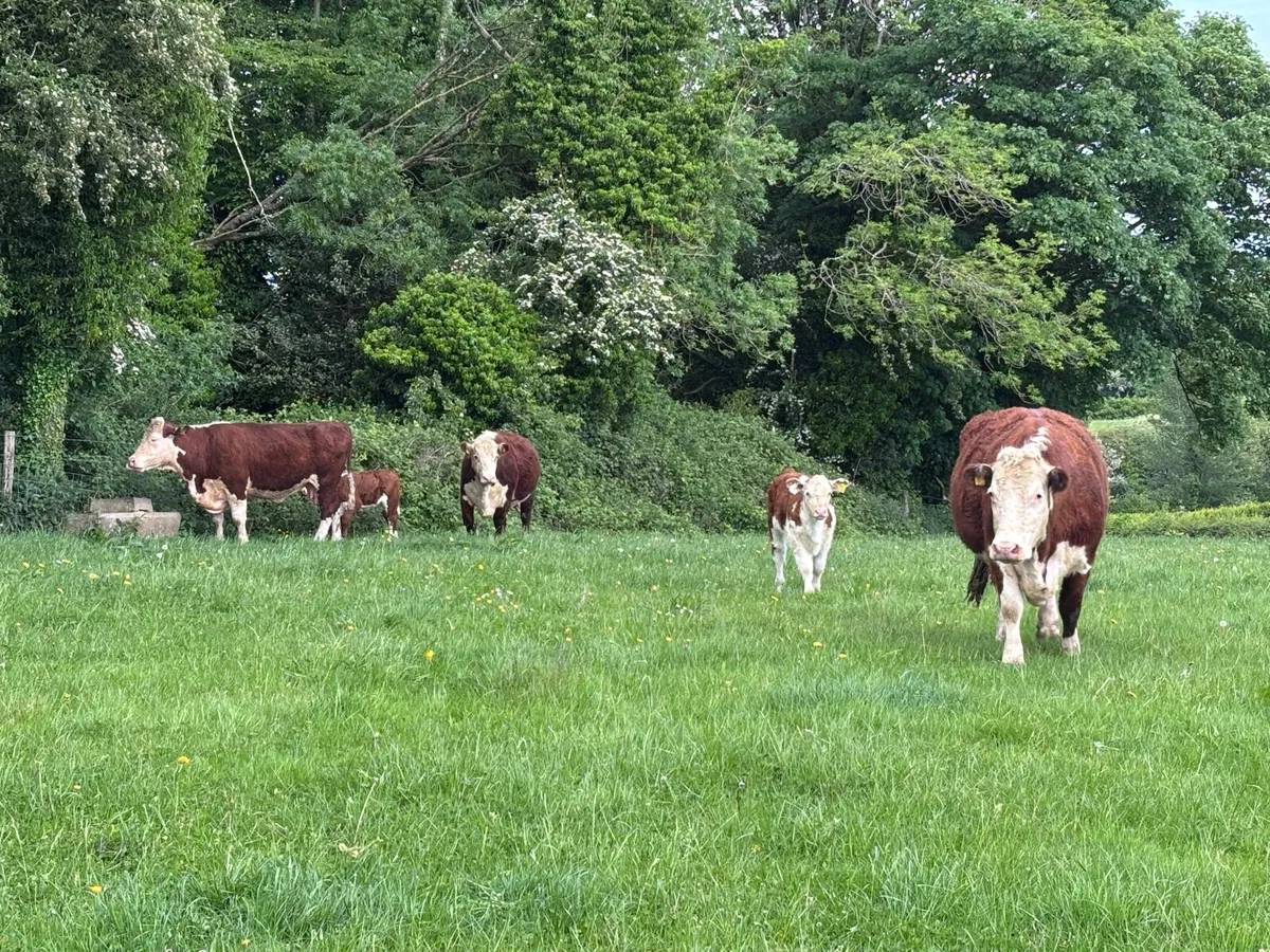 Pedigree Cows with calves - Image 3