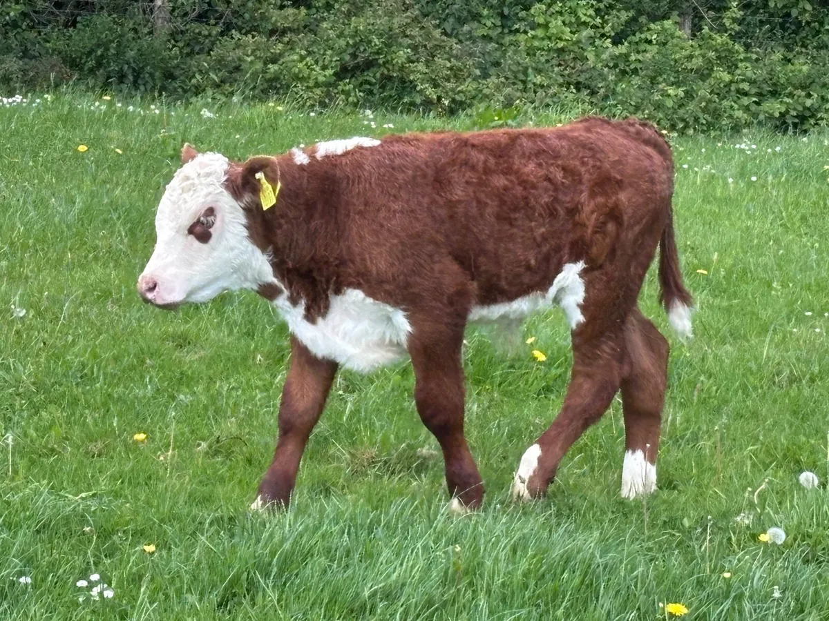 Pedigree Cows with calves - Image 4
