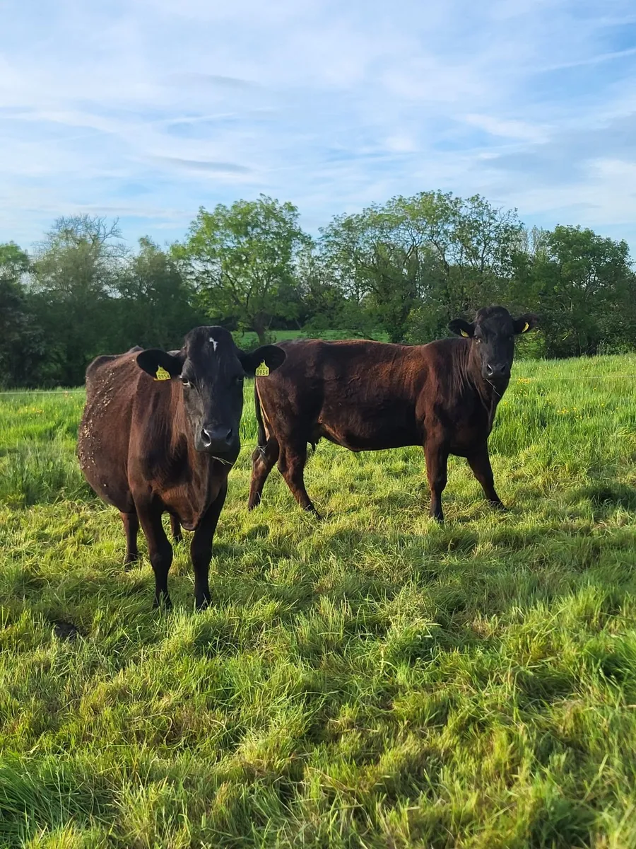 WANTED LMX heifers