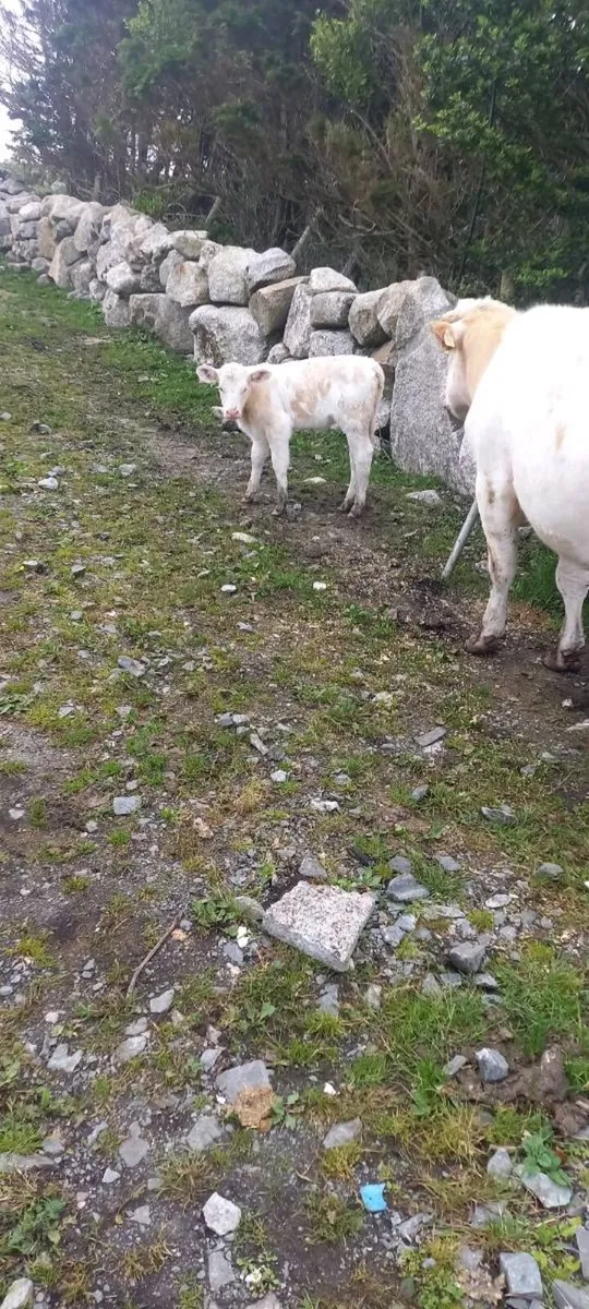 First calfer & super EBY heifer calf at foot - Image 1