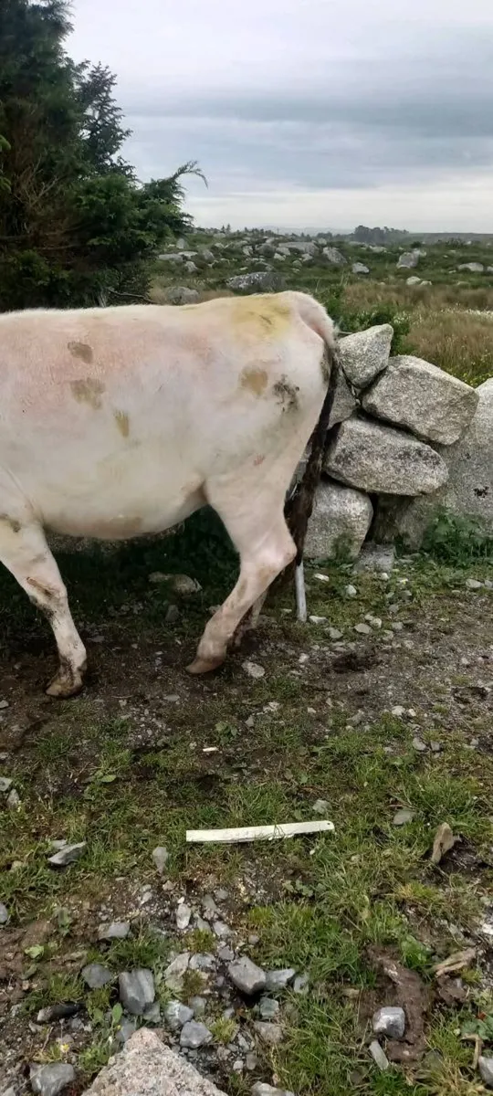 First calfer & super EBY heifer calf at foot - Image 2