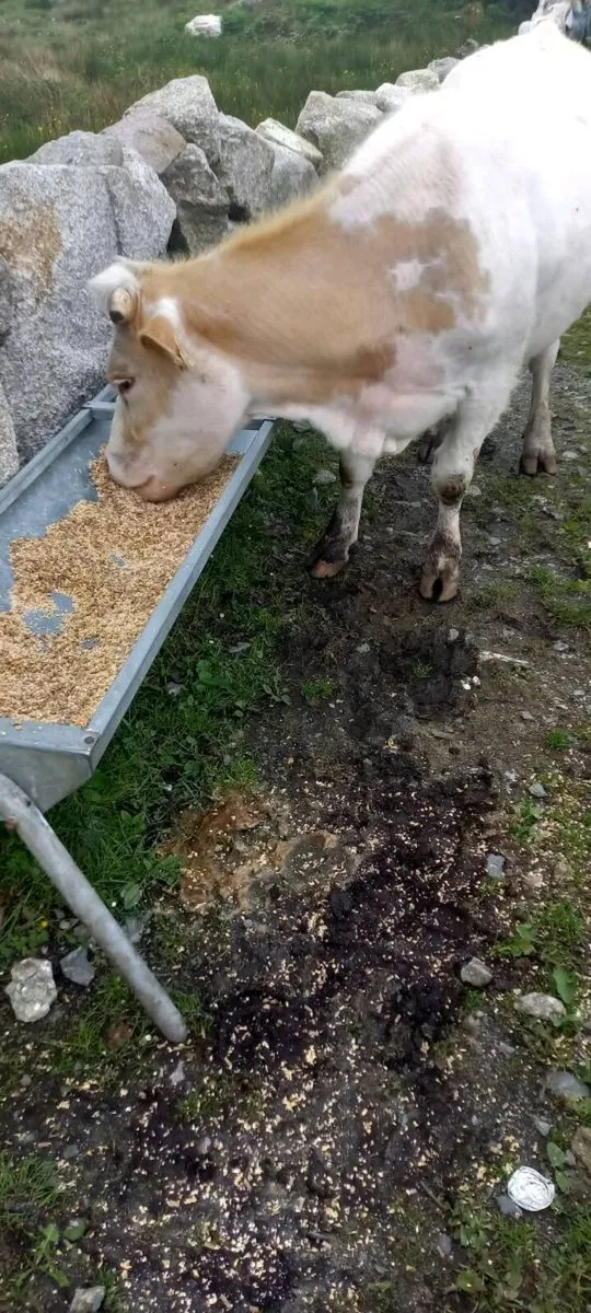 First calfer & super EBY heifer calf at foot - Image 3