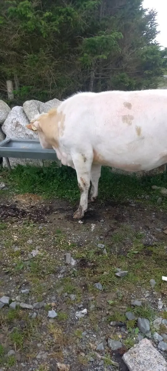 First calfer & super EBY heifer calf at foot - Image 4