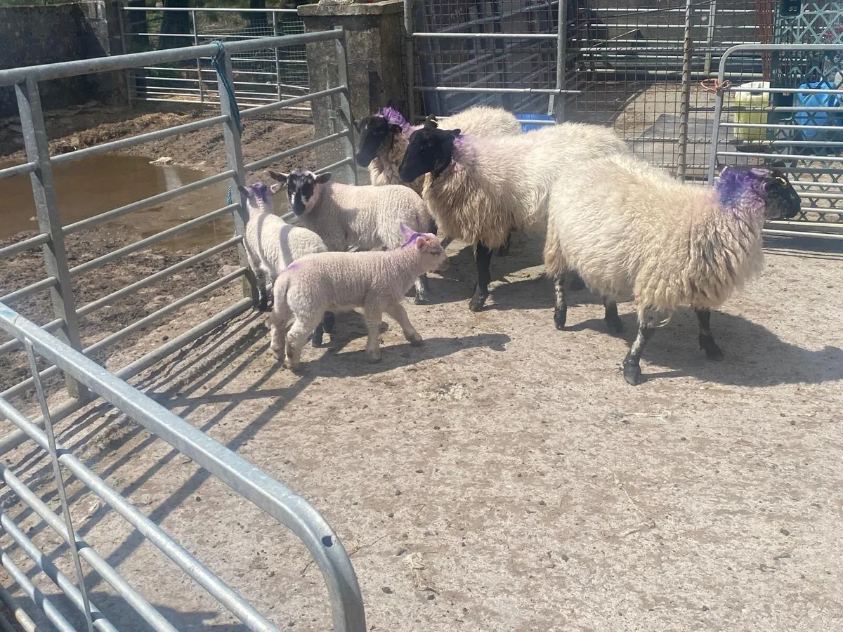 Ewes and lambs - Image 3