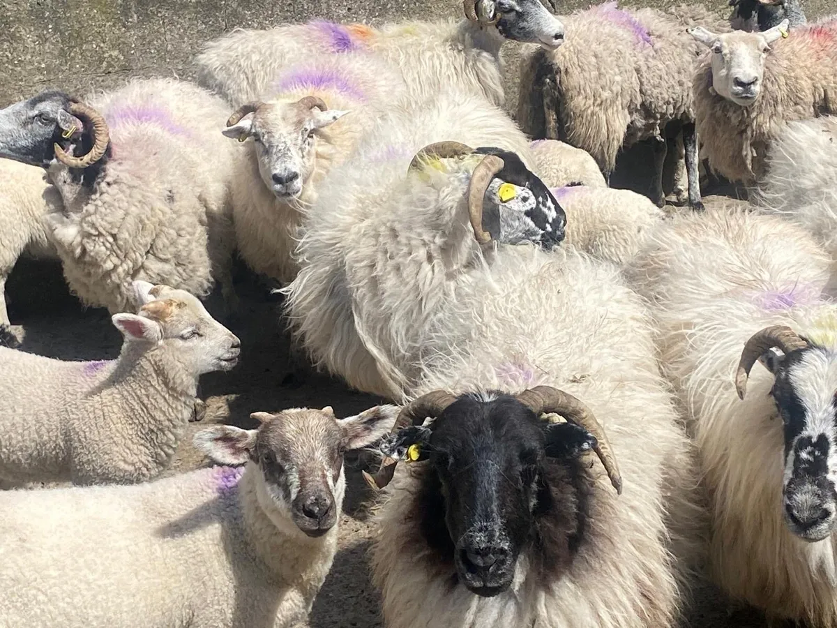 Ewes and lambs - Image 4