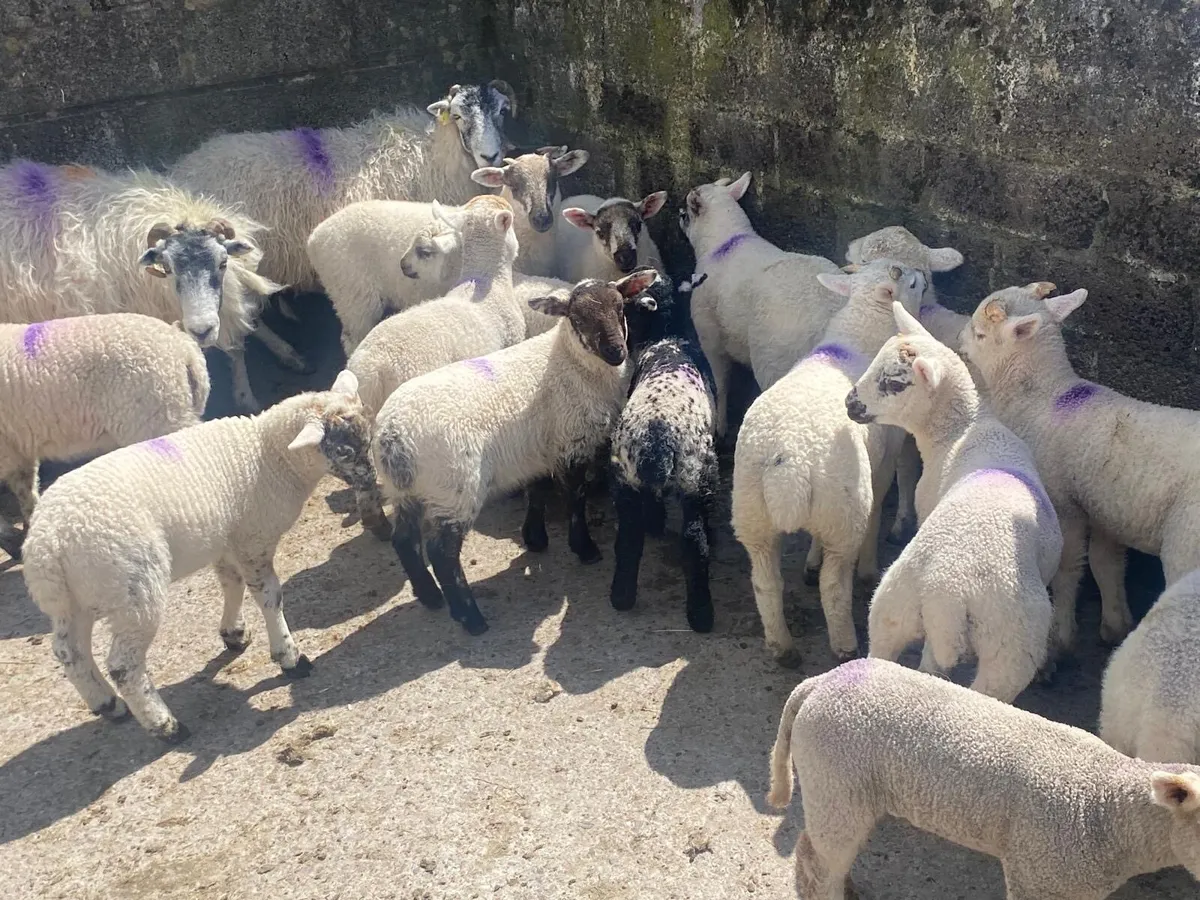 Ewes and lambs - Image 2