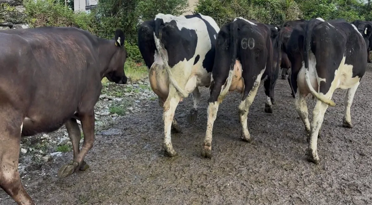95 Fr and Fr x cows - Image 4