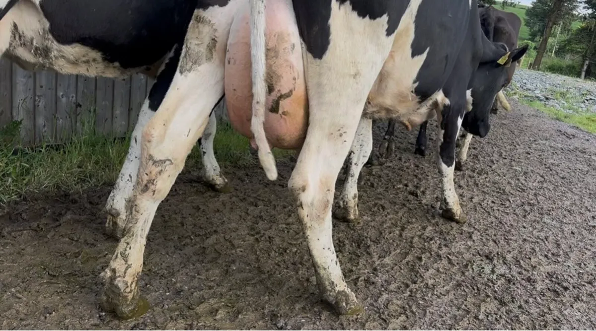 95 Fr and Fr x cows - Image 1