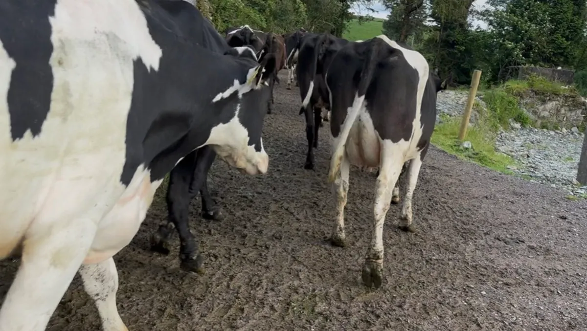 95 Fr and Fr x cows - Image 2