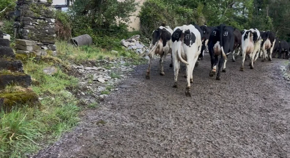 95 Fr and Fr x cows - Image 3