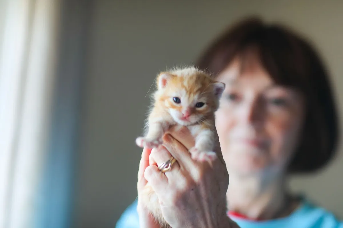 Kittens - Image 1