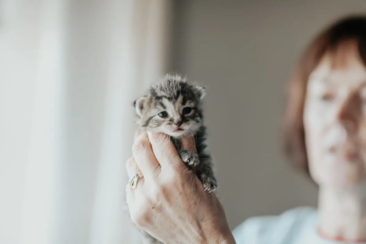 Kittens - Image 2
