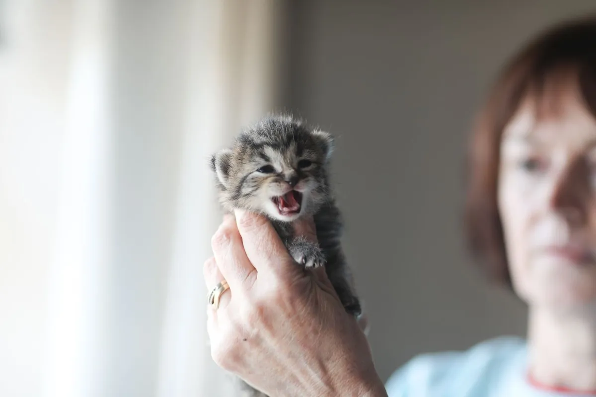 Kittens - Image 3