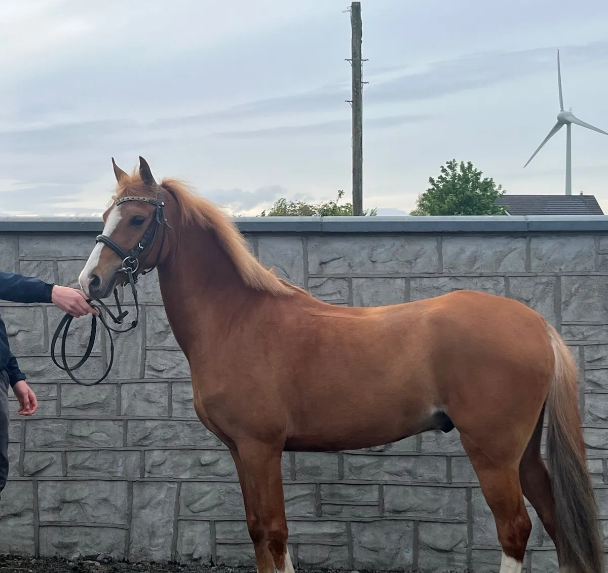Welsh 128cm Chestnut Pony - Elite 128 Prospect - Image 3