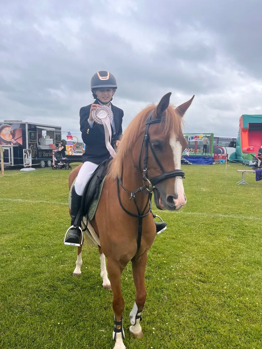 Welsh 128cm Chestnut Pony - Elite 128 Prospect - Image 4