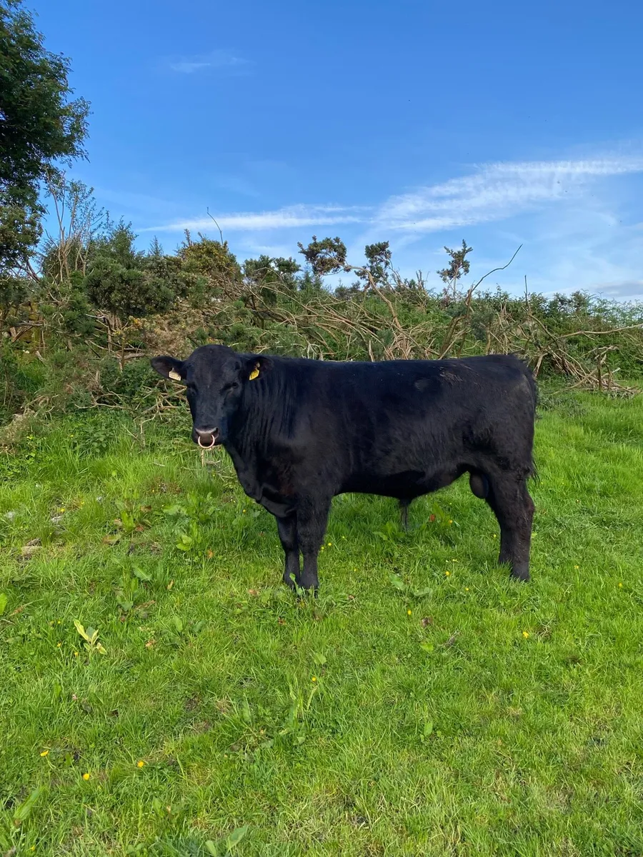Pedigree Angus bull - Image 1