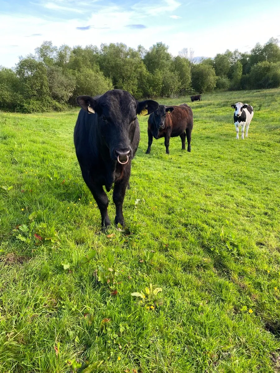 Pedigree Angus bull - Image 2