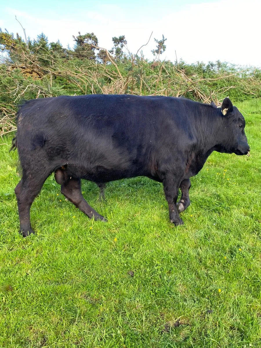 Pedigree Angus bull - Image 3