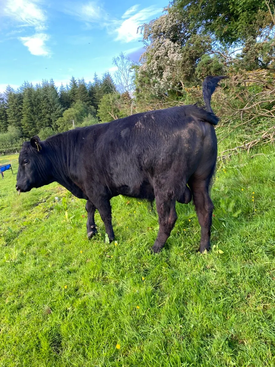 Pedigree Angus bull - Image 4