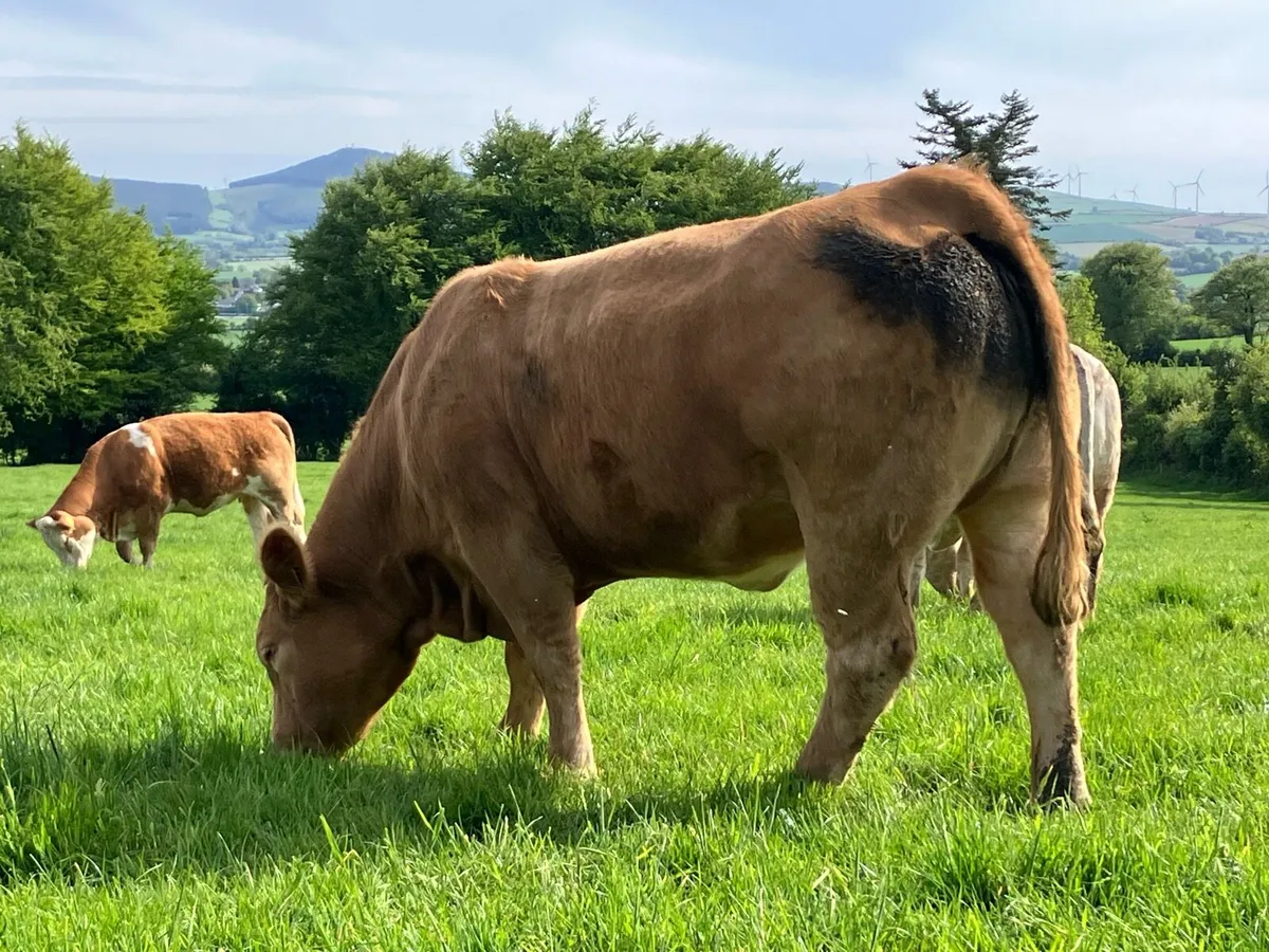 Incalf heifers - Image 4