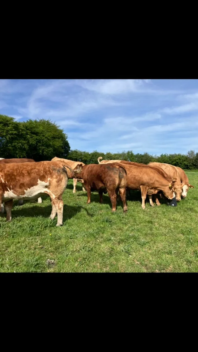 Incalf heifers - Image 2