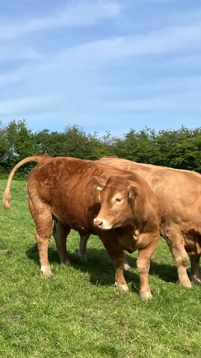 Incalf heifers - Image 1